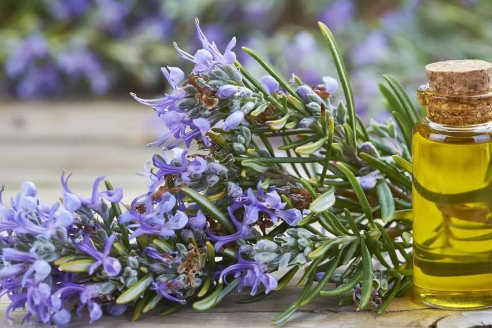 Rosemary Oil