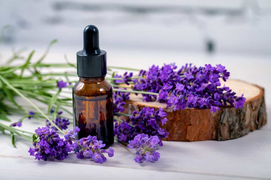 Lavender Oil in Urdu