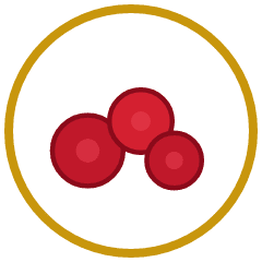 Dried Cranberries