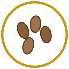Flax Seeds