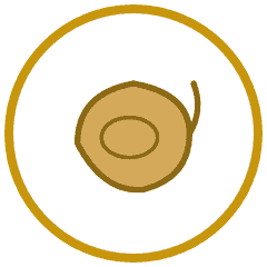 Roasted Cashews